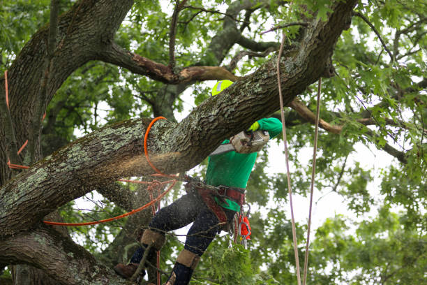 Reliable Baldwyn, MS Tree Removal Services Solutions